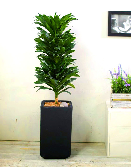 Ŀ ȭ Ź!  -  ִ   Ÿ [ȭ⺯]  ɹ