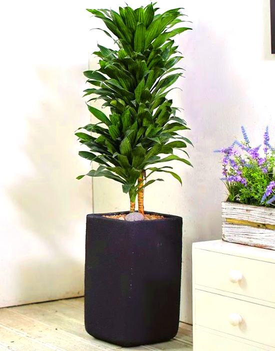 Ŀ ȭ Ź!  -  ִ   Ÿ [ȭ⺯]  ɹ