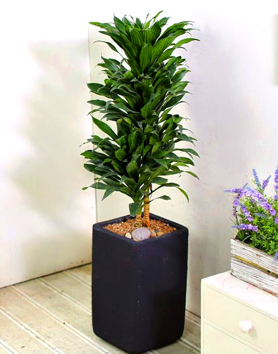 Ŀ ȭ Ź!  -  ִ   Ÿ [ȭ⺯]  ɹ