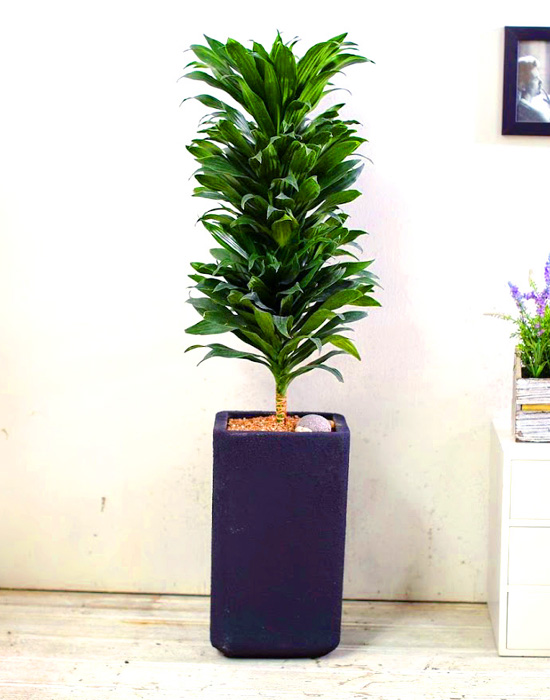 Ŀ ȭ Ź!  -  ִ   Ÿ [ȭ⺯]  ɹ