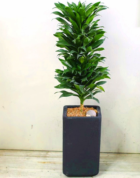 Ŀ ȭ Ź!  -  ִ   Ÿ [ȭ⺯]  ɹ