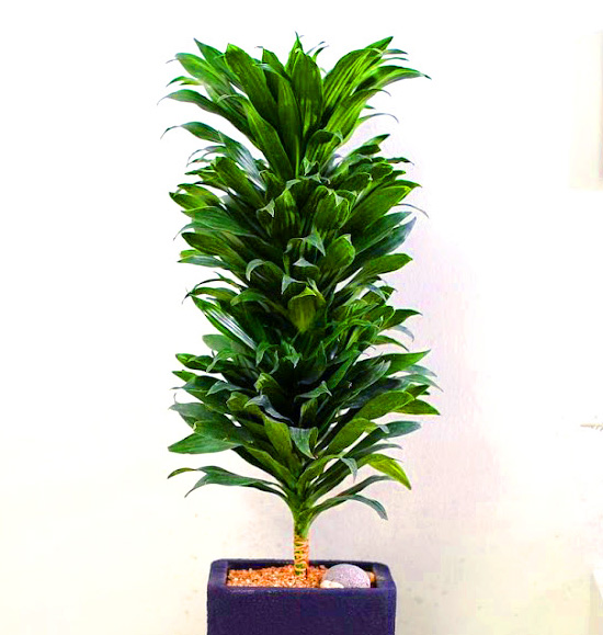 Ŀ ȭ Ź!  -  ִ   Ÿ [ȭ⺯]  ɹ