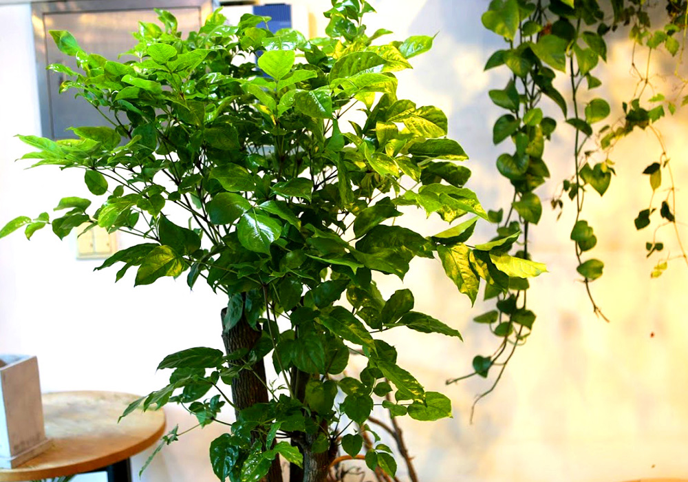 °³¾÷½Ä¿¡ ȺÐÀ» ºÎÅ¹ÇØ! - Ä«Æä¿¡ ¾î¿ï¸®´Â ÈºÐ ÇØÇÇÆ®¸®