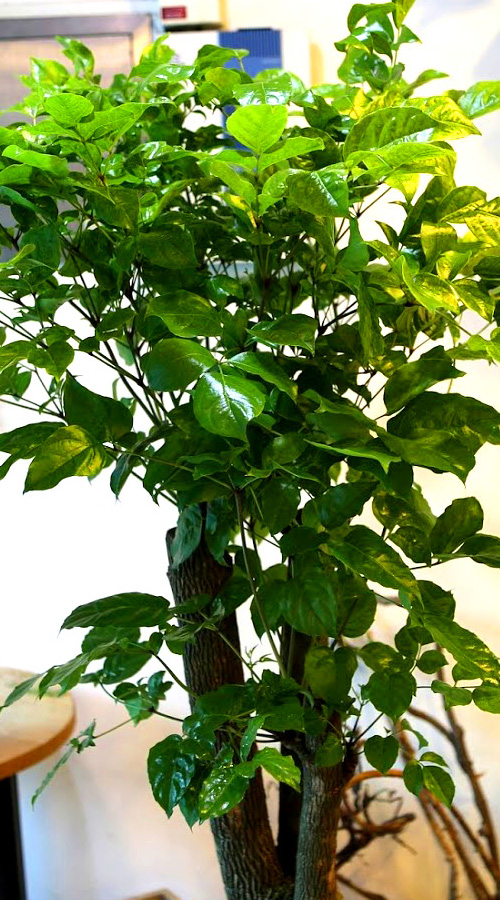 °³¾÷½Ä¿¡ ȺÐÀ» ºÎÅ¹ÇØ! - Ä«Æä¿¡ ¾î¿ï¸®´Â ÈºÐ ÇØÇÇÆ®¸®