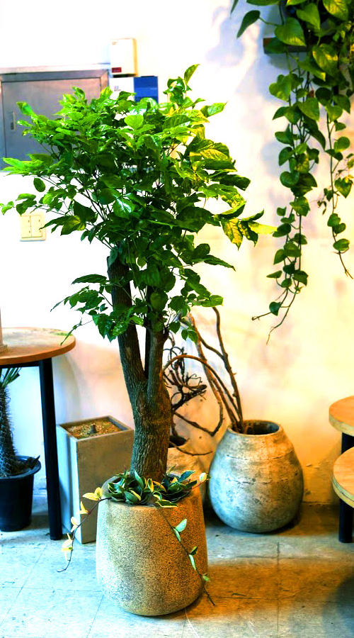 °³¾÷½Ä¿¡ ȺÐÀ» ºÎÅ¹ÇØ! - Ä«Æä¿¡ ¾î¿ï¸®´Â ÈºÐ ÇØÇÇÆ®¸®