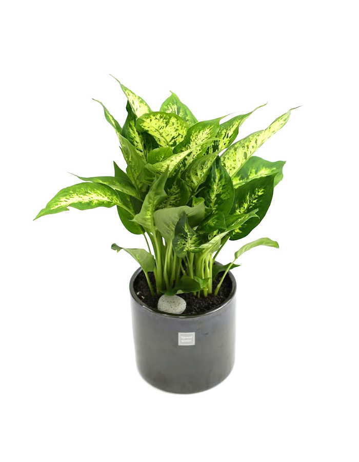 鿪 淯ִ -  ̱׷ ȴ(ȭ)