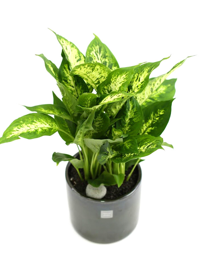 鿪 淯ִ -  ̱׷ ȴ(ȭ)