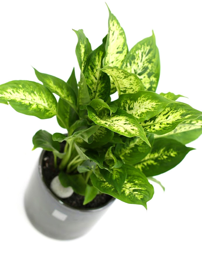 鿪 淯ִ -  ̱׷ ȴ(ȭ)