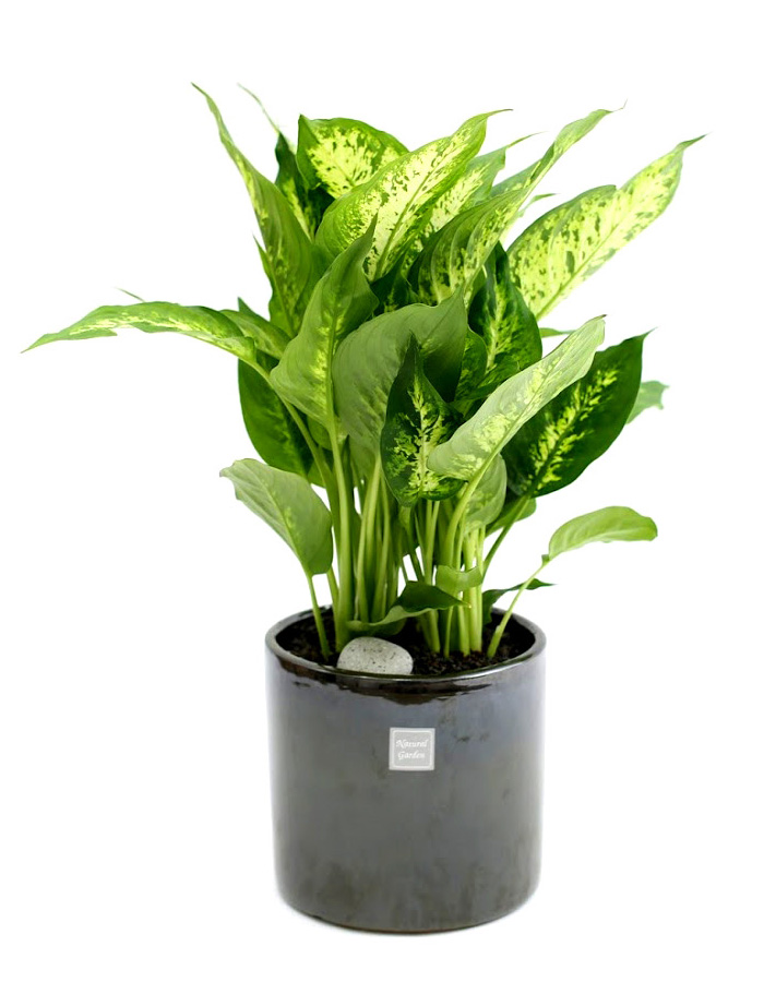 鿪 淯ִ -  ̱׷ ȴ(ȭ)