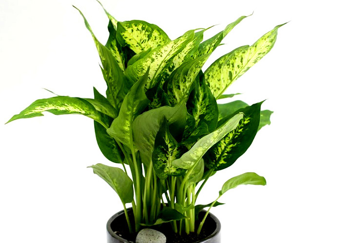 鿪 淯ִ -  ̱׷ ȴ(ȭ)