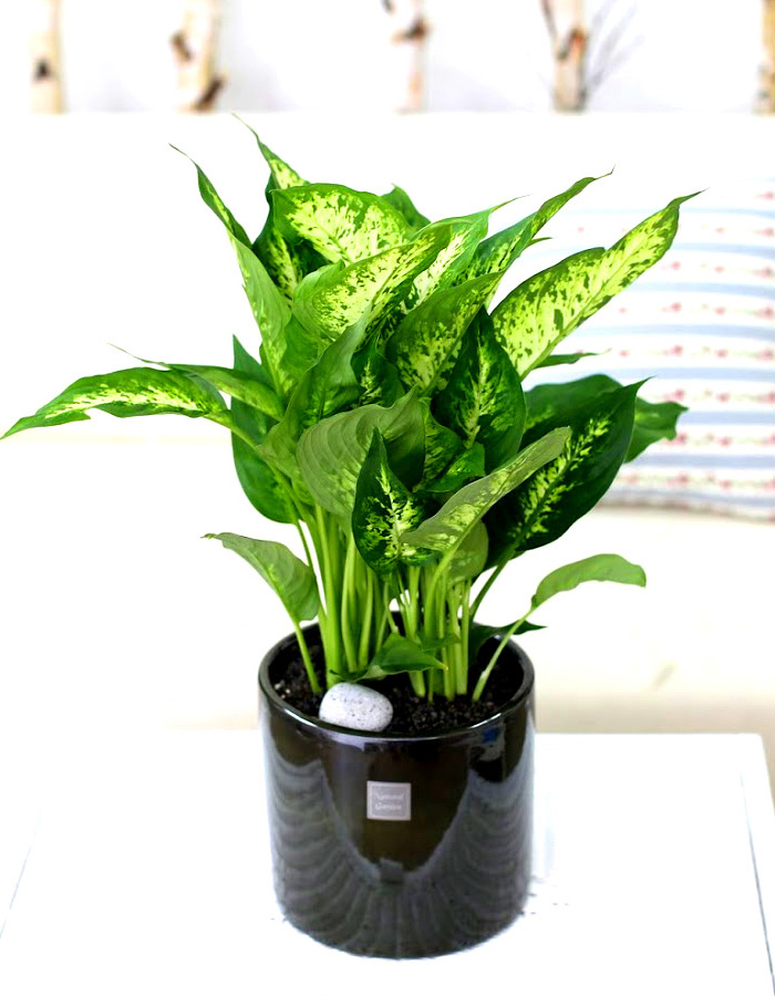 鿪 淯ִ -  ̱׷ ȴ(ȭ)