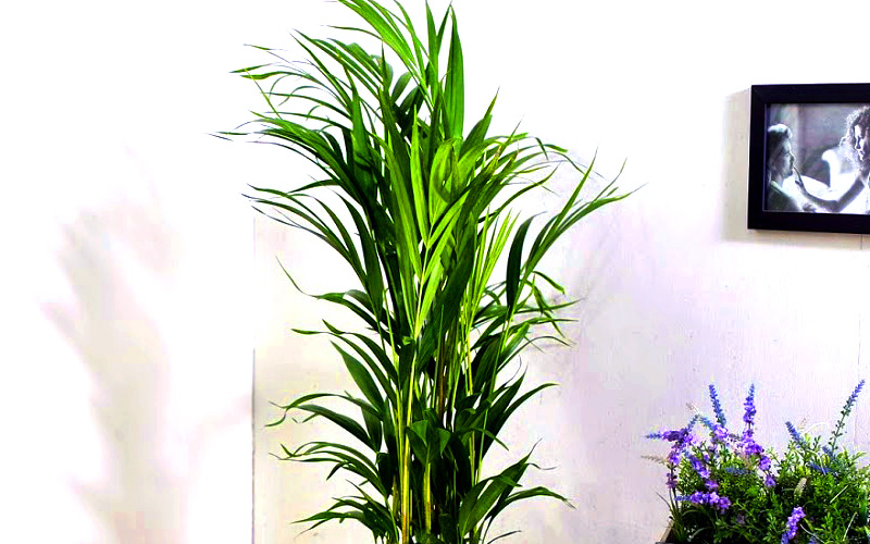 Ŀ ȭ Ź!  - NASA  ȭĹ 1 Ʒī  ɹ