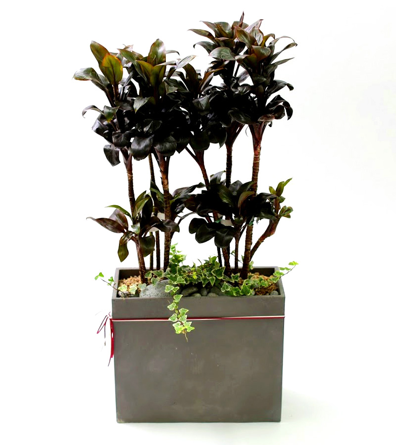 �鿪���� �淯�ִ� - �������ı� �ֹ� �����˵����� ���� �ɷ��� �پ ����Ÿ(ȭ�⺯��) ���� �ɹ��