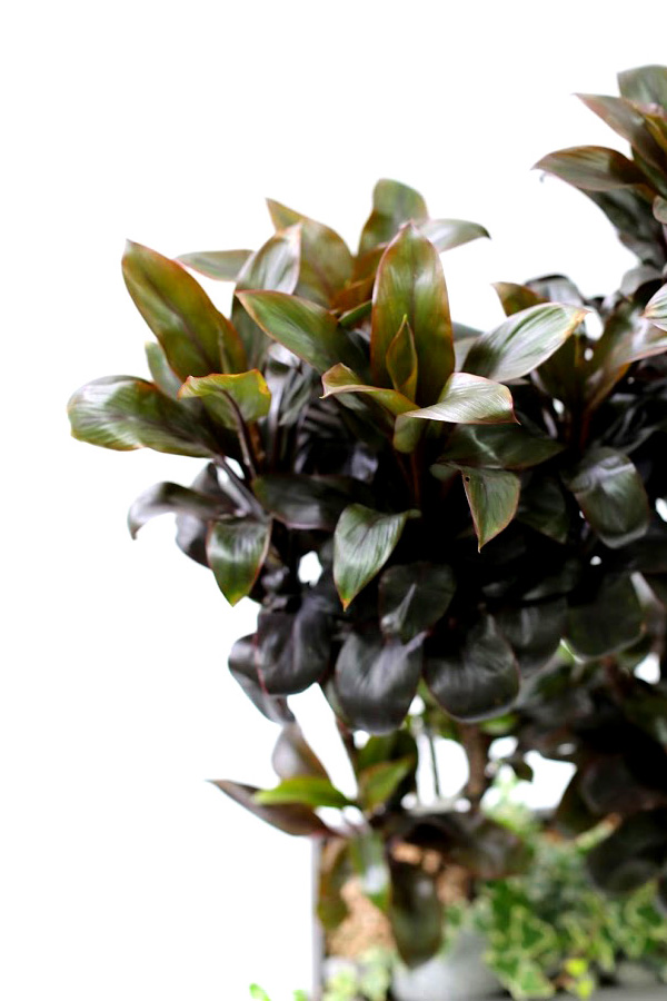 �鿪���� �淯�ִ� - �������ı� �ֹ� �����˵����� ���� �ɷ��� �پ ����Ÿ(ȭ�⺯��) ���� �ɹ��