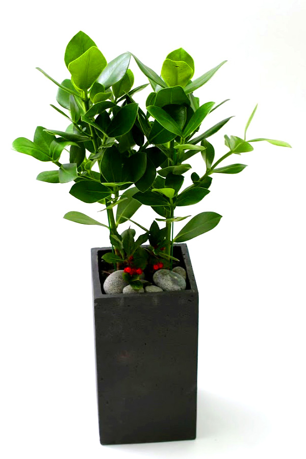 Ǫ ׸ ȭĹ ũþ [ȭ⺯]  ɹ