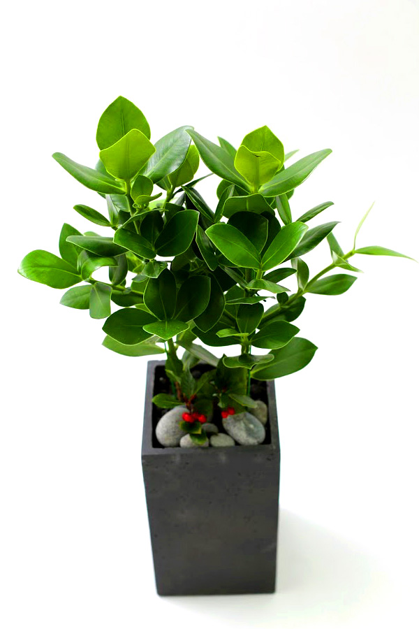 Ǫ ׸ ȭĹ ũþ [ȭ⺯]  ɹ