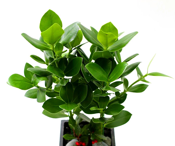 Ǫ ׸ ȭĹ ũþ [ȭ⺯]  ɹ