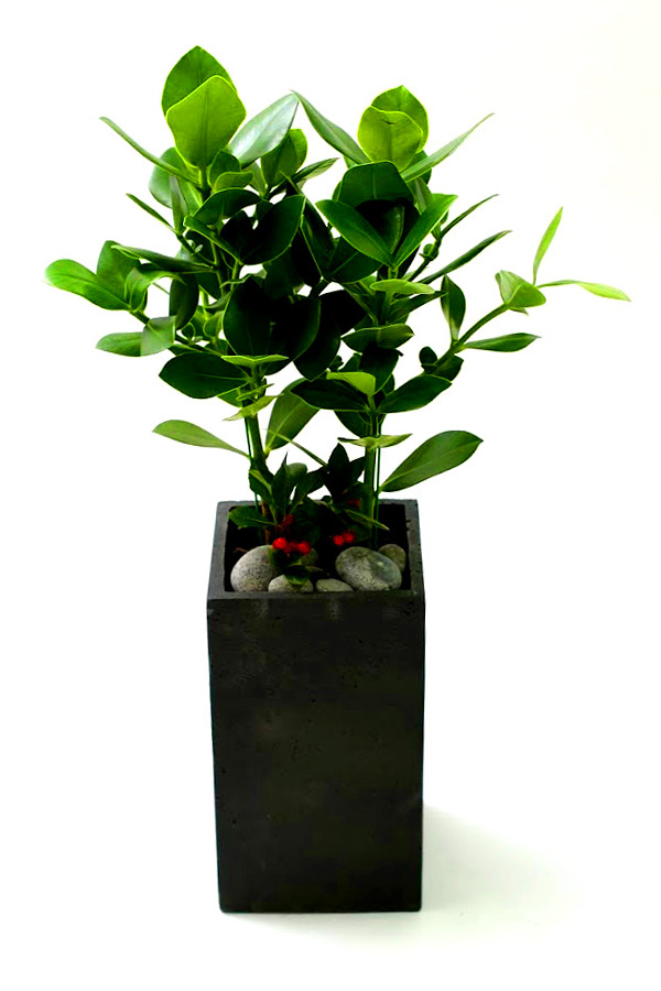 Ǫ ׸ ȭĹ ũþ [ȭ⺯]  ɹ