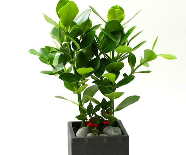 Ǫ ׸ ȭĹ ũþ [ȭ⺯]  ɹ