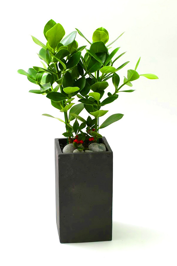 Ǫ ׸ ȭĹ ũþ [ȭ⺯]  ɹ