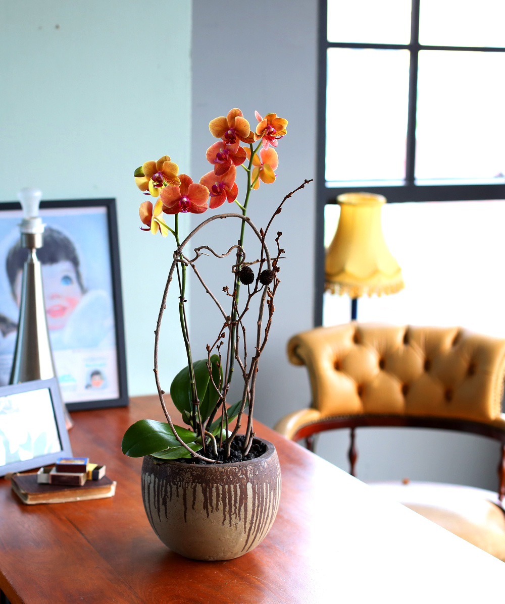 ²ÉÀÌ ¾Æ¸§´Ù¿î ¼¾ç¶õ - ÁÖȲ»öÀÇ È£Á¢¶õÀº Æ÷±ÙÇÏ°í µû¶æÇØ