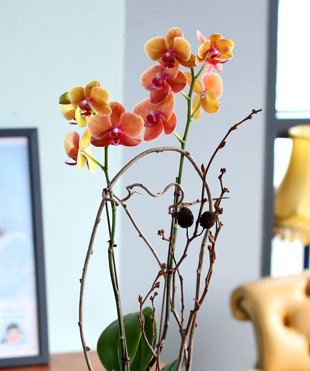 ²ÉÀÌ ¾Æ¸§´Ù¿î ¼¾ç¶õ - ÁÖȲ»öÀÇ È£Á¢¶õÀº Æ÷±ÙÇÏ°í µû¶æÇØ