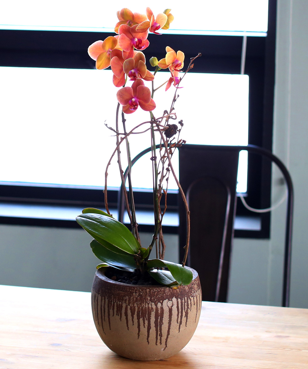 ²ÉÀÌ ¾Æ¸§´Ù¿î ¼¾ç¶õ - ÁÖȲ»öÀÇ È£Á¢¶õÀº Æ÷±ÙÇÏ°í µû¶æÇØ