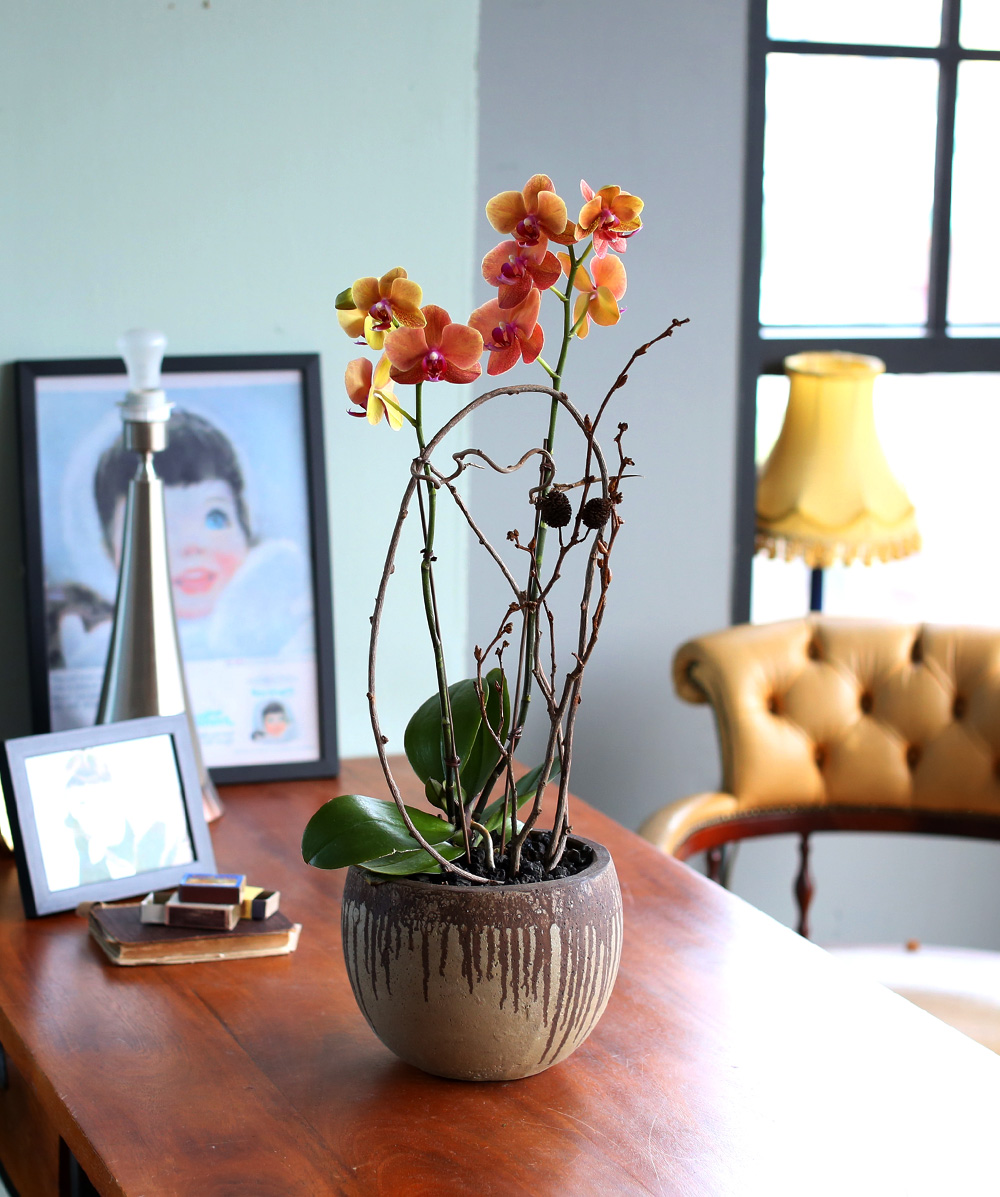 ²ÉÀÌ ¾Æ¸§´Ù¿î ¼¾ç¶õ - ÁÖȲ»öÀÇ È£Á¢¶õÀº Æ÷±ÙÇÏ°í µû¶æÇØ