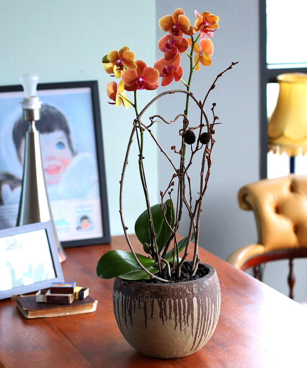 ²ÉÀÌ ¾Æ¸§´Ù¿î ¼¾ç¶õ - ÁÖȲ»öÀÇ È£Á¢¶õÀº Æ÷±ÙÇÏ°í µû¶æÇØ