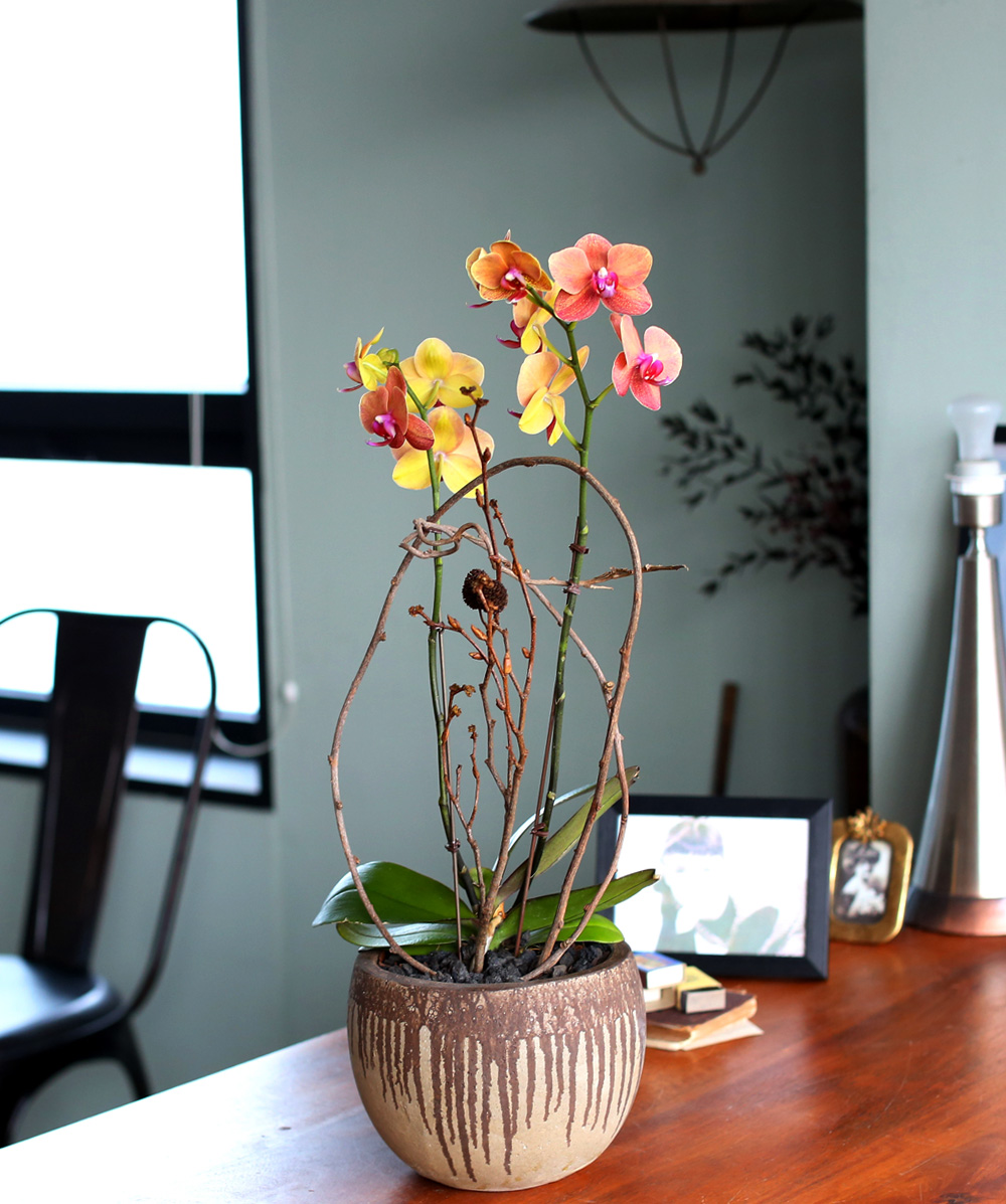 ²ÉÀÌ ¾Æ¸§´Ù¿î ¼¾ç¶õ - ÁÖȲ»öÀÇ È£Á¢¶õÀº Æ÷±ÙÇÏ°í µû¶æÇØ