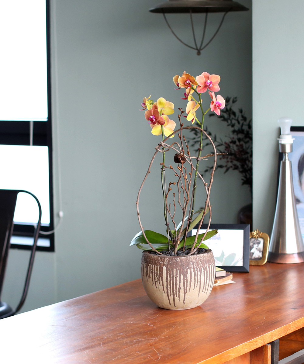 ²ÉÀÌ ¾Æ¸§´Ù¿î ¼¾ç¶õ - ÁÖȲ»öÀÇ È£Á¢¶õÀº Æ÷±ÙÇÏ°í µû¶æÇØ