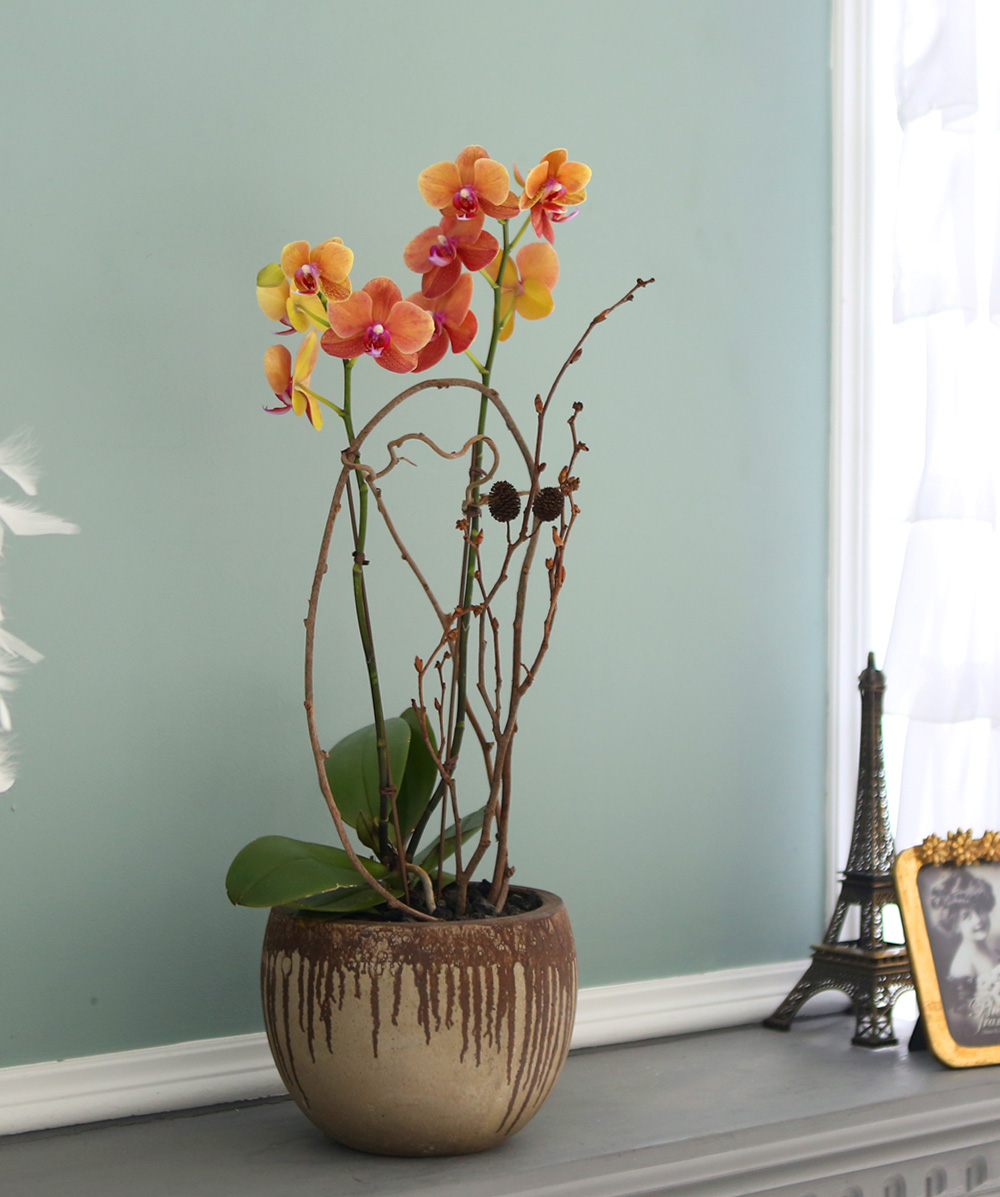 ²ÉÀÌ ¾Æ¸§´Ù¿î ¼¾ç¶õ - ÁÖȲ»öÀÇ È£Á¢¶õÀº Æ÷±ÙÇÏ°í µû¶æÇØ