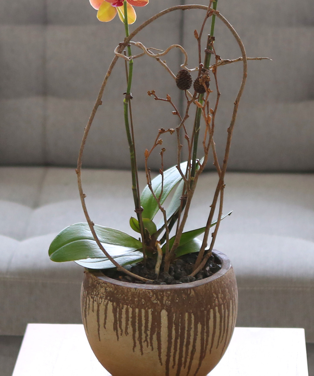 ²ÉÀÌ ¾Æ¸§´Ù¿î ¼¾ç¶õ - ÁÖȲ»öÀÇ È£Á¢¶õÀº Æ÷±ÙÇÏ°í µû¶æÇØ