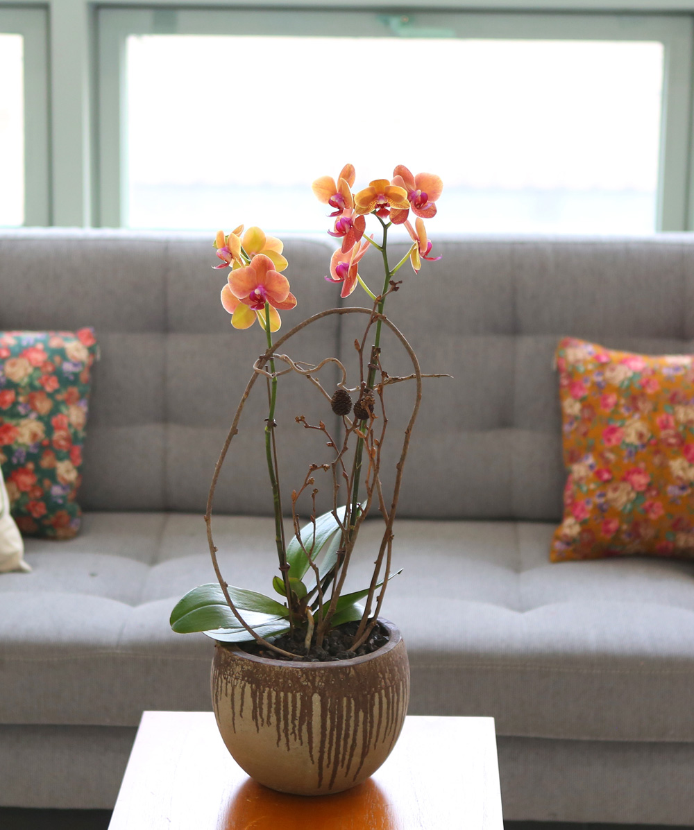 ²ÉÀÌ ¾Æ¸§´Ù¿î ¼¾ç¶õ - ÁÖȲ»öÀÇ È£Á¢¶õÀº Æ÷±ÙÇÏ°í µû¶æÇØ