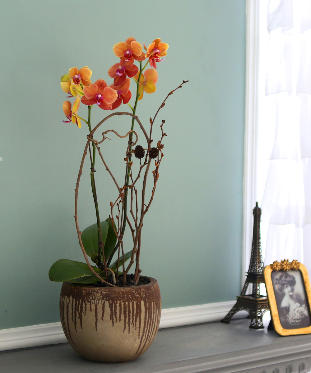 ²ÉÀÌ ¾Æ¸§´Ù¿î ¼¾ç¶õ - ÁÖȲ»öÀÇ È£Á¢¶õÀº Æ÷±ÙÇÏ°í µû¶æÇØ