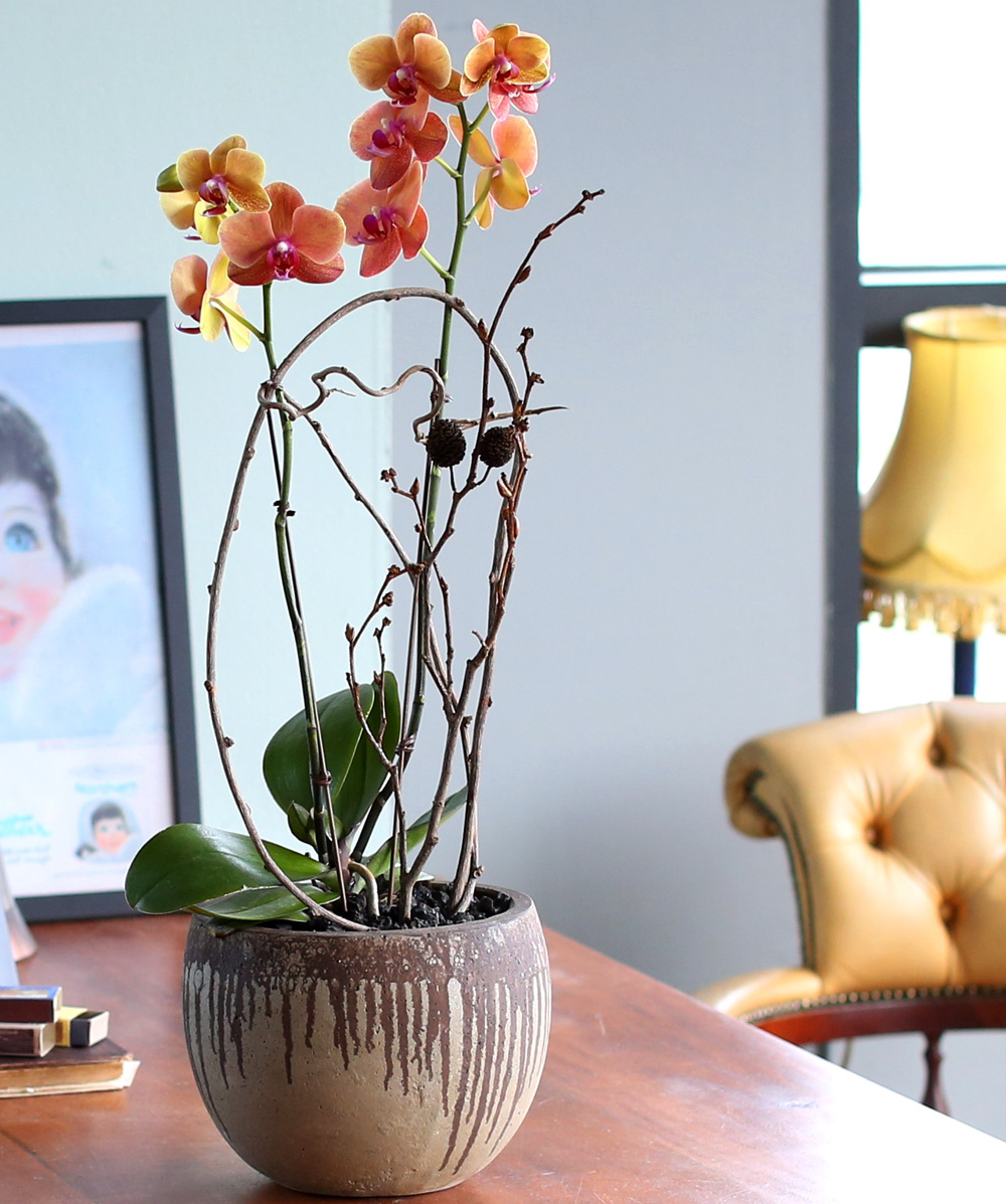 ²ÉÀÌ ¾Æ¸§´Ù¿î ¼¾ç¶õ - ÁÖȲ»öÀÇ È£Á¢¶õÀº Æ÷±ÙÇÏ°í µû¶æÇØ