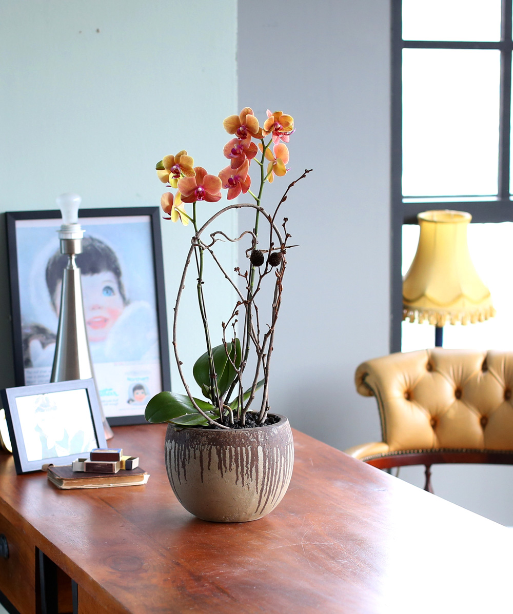 ²ÉÀÌ ¾Æ¸§´Ù¿î ¼¾ç¶õ - ÁÖȲ»öÀÇ È£Á¢¶õÀº Æ÷±ÙÇÏ°í µû¶æÇØ