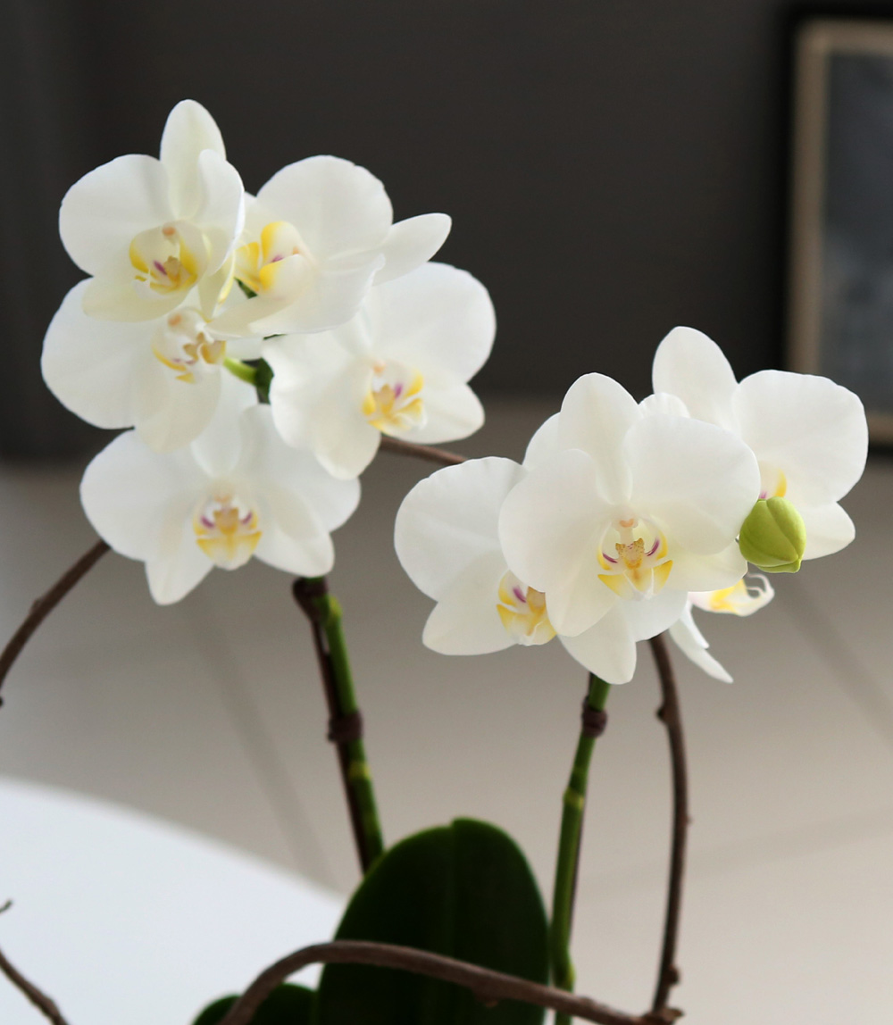  Ƹٿ ϼ  - ̴Ϲ ޽ Ƹ ȣ  ɹ