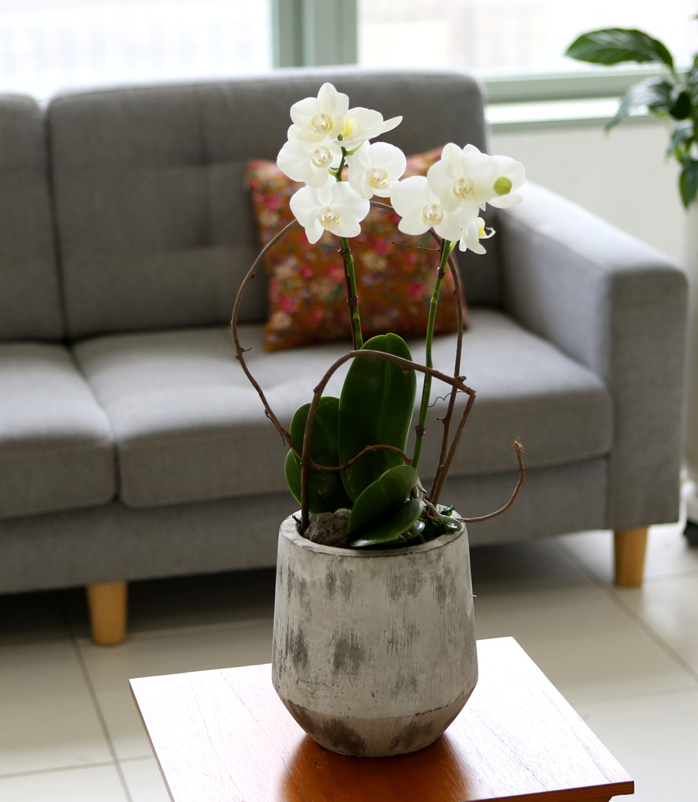  Ƹٿ ϼ  - ̴Ϲ ޽ Ƹ ȣ  ɹ