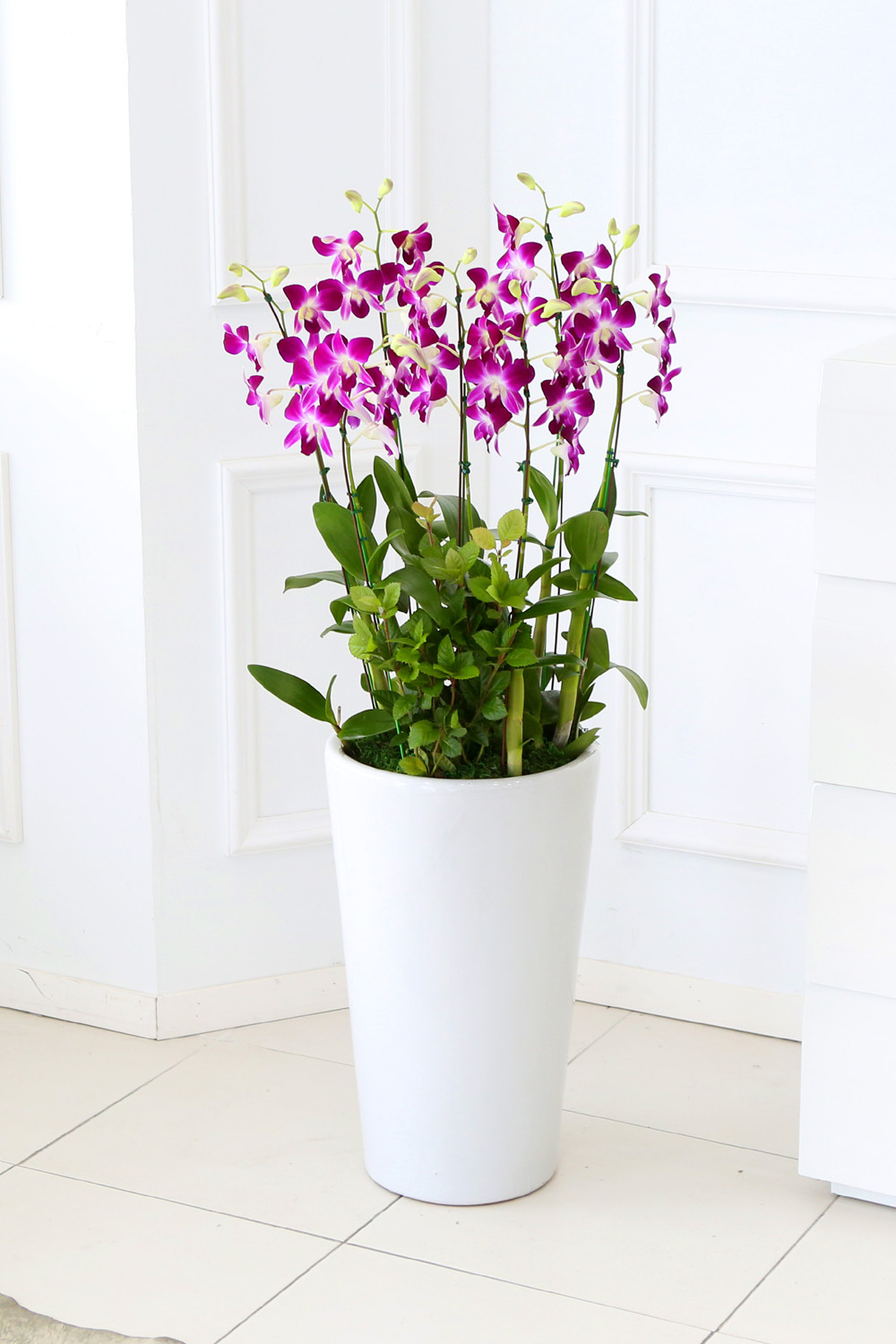 ²ÉÀÌ ¾Æ¸§´Ù¿î °³¾÷ÃàÇϼ±¹° ¼¾ç¶õ - ¼±È£µµ°¡ ¸¹°í ǰÁ¾µµ ¸¹Àº µ§ÆÄ·¹ÇÎÅ© ´ë