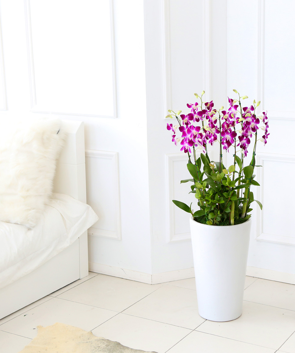 ²ÉÀÌ ¾Æ¸§´Ù¿î °³¾÷ÃàÇϼ±¹° ¼¾ç¶õ - ¼±È£µµ°¡ ¸¹°í ǰÁ¾µµ ¸¹Àº µ§ÆÄ·¹ÇÎÅ© ´ë