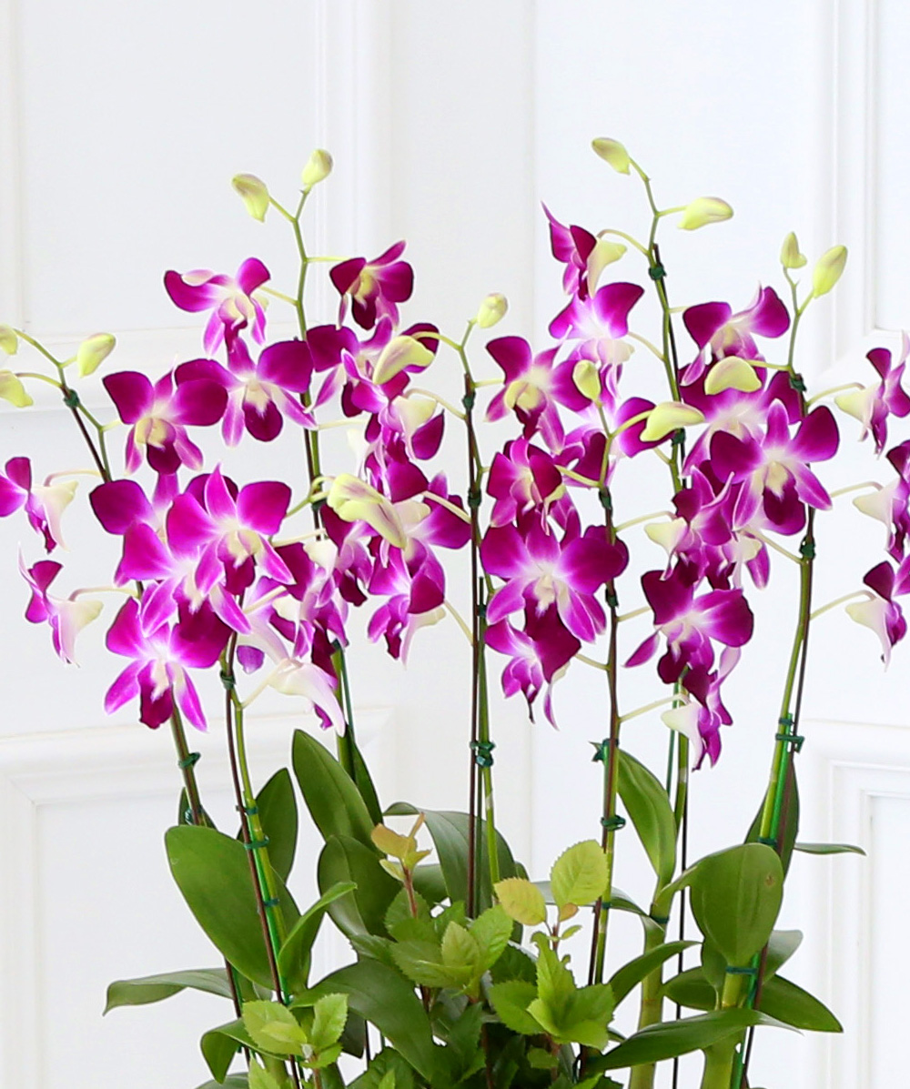 ²ÉÀÌ ¾Æ¸§´Ù¿î °³¾÷ÃàÇϼ±¹° ¼¾ç¶õ - ¼±È£µµ°¡ ¸¹°í ǰÁ¾µµ ¸¹Àº µ§ÆÄ·¹ÇÎÅ© ´ë