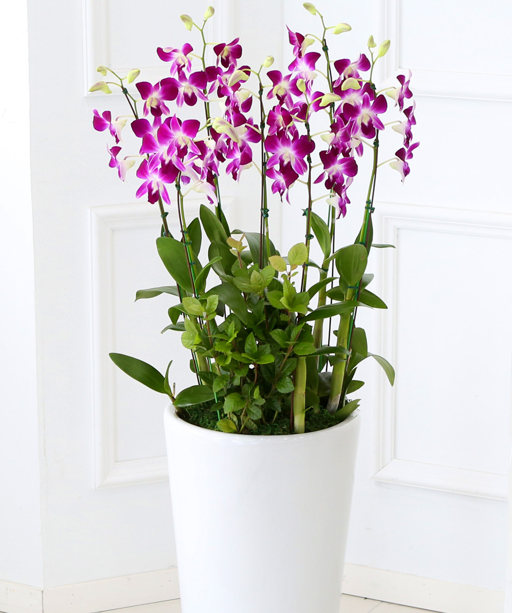 ²ÉÀÌ ¾Æ¸§´Ù¿î °³¾÷ÃàÇϼ±¹° ¼¾ç¶õ - ¼±È£µµ°¡ ¸¹°í ǰÁ¾µµ ¸¹Àº µ§ÆÄ·¹ÇÎÅ© ´ë