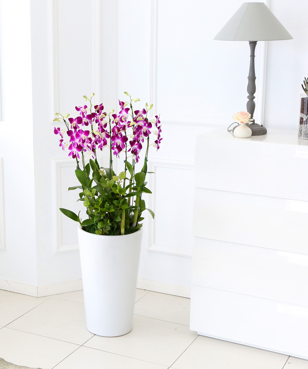 ²ÉÀÌ ¾Æ¸§´Ù¿î °³¾÷ÃàÇϼ±¹° ¼¾ç¶õ - ¼±È£µµ°¡ ¸¹°í ǰÁ¾µµ ¸¹Àº µ§ÆÄ·¹ÇÎÅ© ´ë