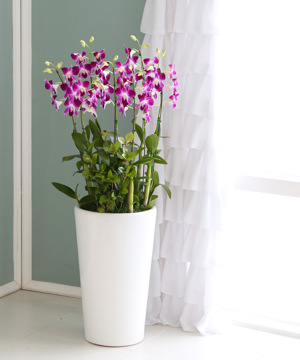 ²ÉÀÌ ¾Æ¸§´Ù¿î °³¾÷ÃàÇϼ±¹° ¼¾ç¶õ - ¼±È£µµ°¡ ¸¹°í ǰÁ¾µµ ¸¹Àº µ§ÆÄ·¹ÇÎÅ© ´ë