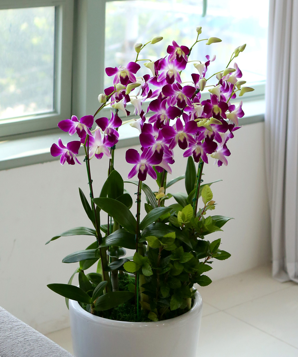 ²ÉÀÌ ¾Æ¸§´Ù¿î °³¾÷ÃàÇϼ±¹° ¼¾ç¶õ - ¼±È£µµ°¡ ¸¹°í ǰÁ¾µµ ¸¹Àº µ§ÆÄ·¹ÇÎÅ© ´ë