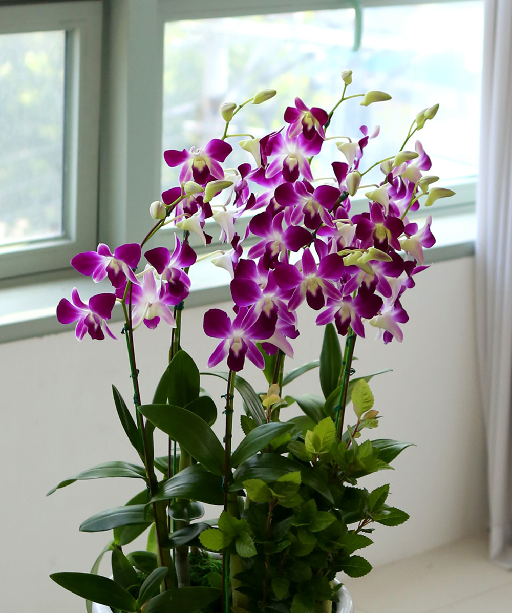 ²ÉÀÌ ¾Æ¸§´Ù¿î °³¾÷ÃàÇϼ±¹° ¼¾ç¶õ - ¼±È£µµ°¡ ¸¹°í ǰÁ¾µµ ¸¹Àº µ§ÆÄ·¹ÇÎÅ© ´ë