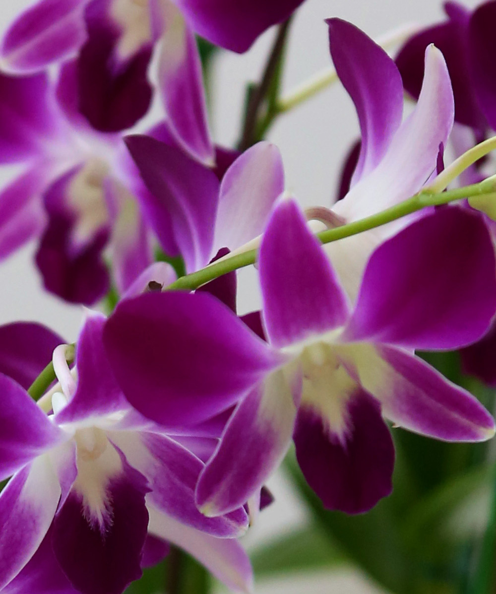 ²ÉÀÌ ¾Æ¸§´Ù¿î °³¾÷ÃàÇϼ±¹° ¼¾ç¶õ - ¼±È£µµ°¡ ¸¹°í ǰÁ¾µµ ¸¹Àº µ§ÆÄ·¹ÇÎÅ© ´ë