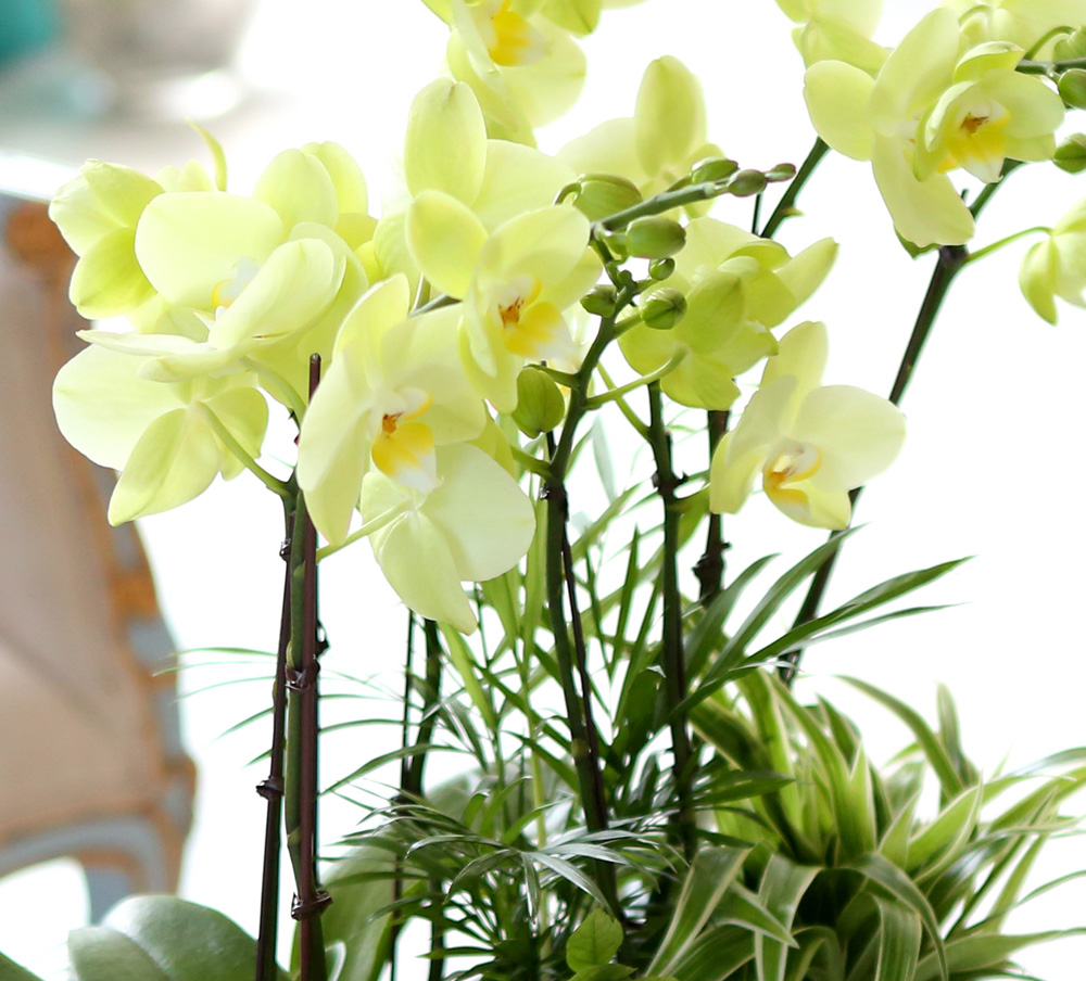 [ ȣ] ׸ () (ȭǰ)  ɹ