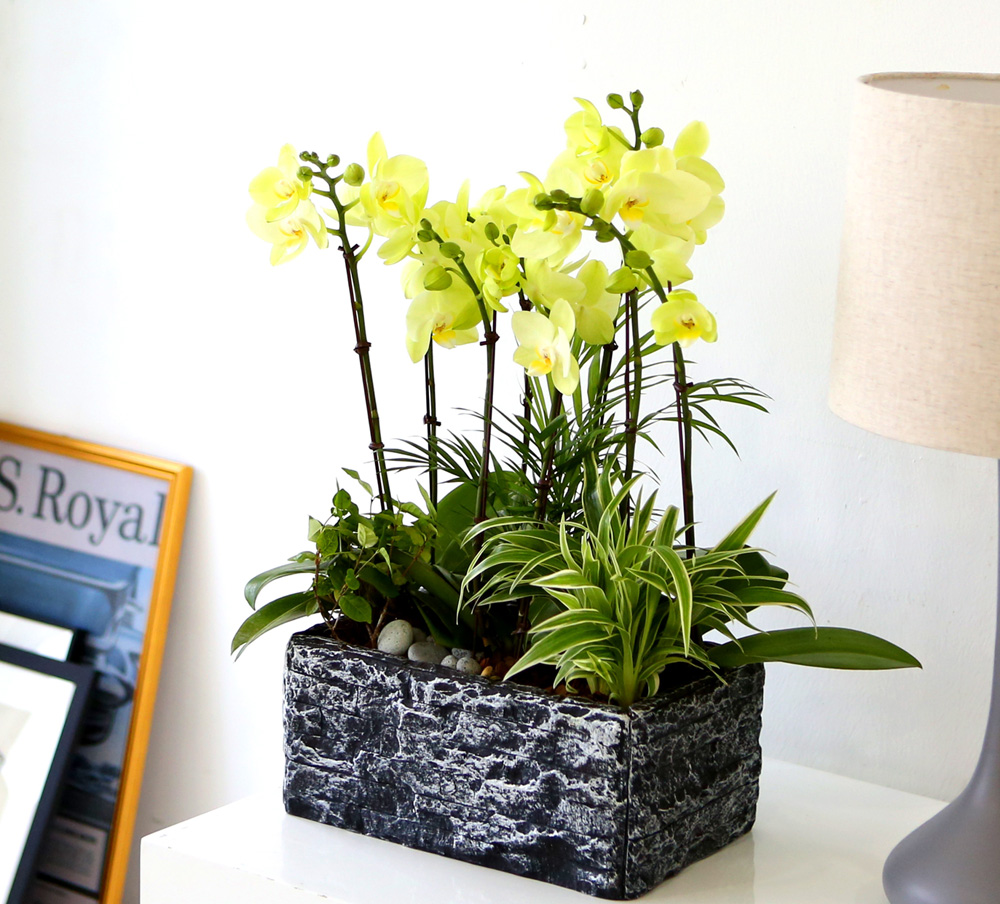 [ ȣ] ׸ () (ȭǰ)  ɹ